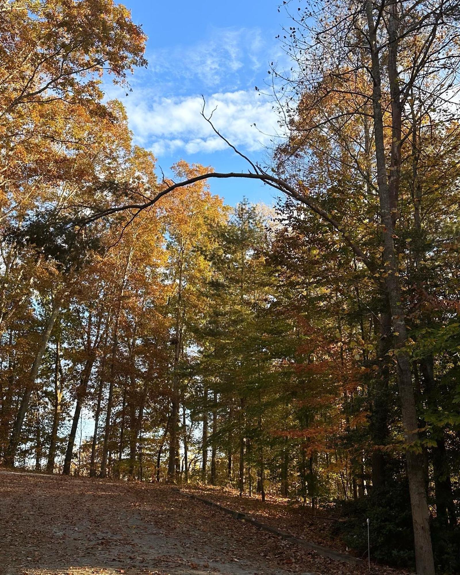 Appalachian Mountain Cabin-Updated-Private-Rafting On Ocoee River-Hiking-Waterfalls-Wifi-Pets Ok Murphy Luaran gambar